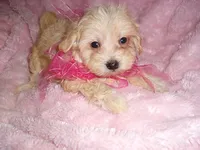TINY HER, a female Maltipoo for sale in Canton, MS – 3 of 3