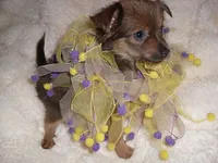 CINDERALLA, a female Chihuahua for sale in Canton, MS – 3 of 4