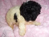 BUBBLE, a male Poodle - Toy  for sale in Canton, MS – 2 of 4