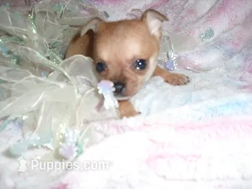 MICRO MAN – Chihuahua puppy for sale in Canton, MS