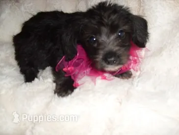 SADIE – Yorkipoo puppy for sale in Canton, MS