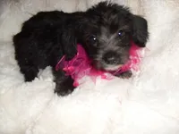 SADIE, a female Yorkipoo for sale in Canton, MS – 1 of 4