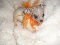 TINY ZORRO, a male Chihuahua for sale in Canton, MS – 4 of 4