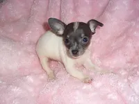 BLUE BABY 1, a female Chihuahua for sale in Canton, MS – 3 of 3