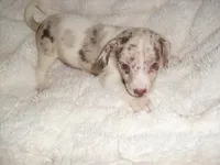 COCO MERLE 2, a male Chihuahua for sale in Canton, MS – 2 of 3