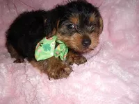 BABY YORK, a male Yorkshire Terrier for sale in Canton, MS – 2 of 3