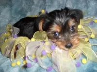 MIA, a female Yorkshire Terrier for sale in Canton, MS – 4 of 5