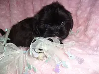 DUFFY, a male Shih Tzu for sale in Canton, MS – 2 of 4