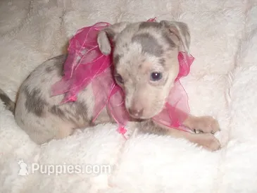 MERLE BABY – Chihuahua puppy for sale in Canton, MS