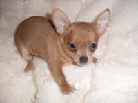 PACO, a  Chihuahua for sale in Canton, MS – 4 of 4