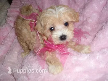 GOLDIE – Maltipoo puppy for sale in Canton, MS