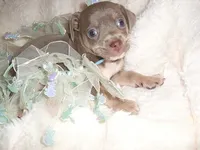 MR BLUEBIRD, a male Chihuahua for sale in Canton, MS – 4 of 4