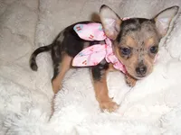 MERLE BABY, a female Chihuahua for sale in Canton, MS – 3 of 3