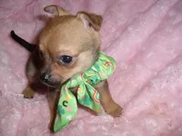 BUSTER, a male Chihuahua for sale in Canton, MS – 3 of 5