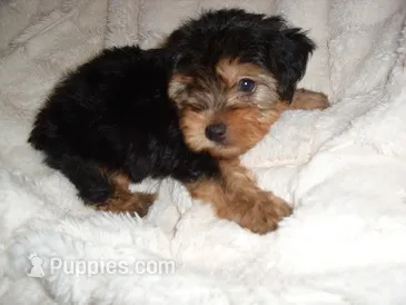 SISSY – Yorkipoo puppy for sale in Canton, MS