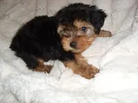 SISSY, a female Yorkipoo for sale in Canton, MS – 1 of 4