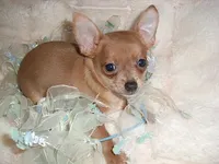 PACO, a  Chihuahua for sale in Canton, MS – 2 of 4