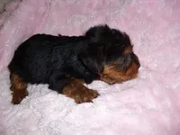 TIKI, a male Yorkshire Terrier for sale in Canton, MS – Photo 3 of 4