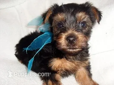 RIPLEY – Yorkshire Terrier puppy for sale in Canton, MS