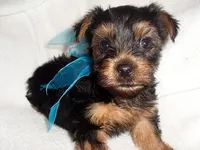RIPLEY, a male Yorkshire Terrier for sale in Canton, MS – Photo 1 of 2