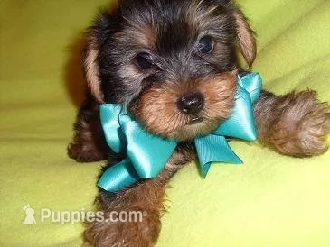 COOPER – Yorkshire Terrier puppy for sale in Canton, MS