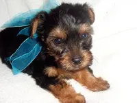 RIPLEY, a male Yorkshire Terrier for sale in Canton, MS – Photo 2 of 2