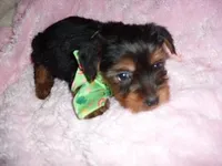 TIKI, a male Yorkshire Terrier for sale in Canton, MS – Photo 4 of 4