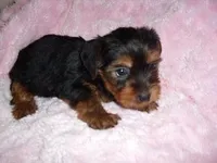 TIKI, a male Yorkshire Terrier for sale in Canton, MS – Photo 2 of 4