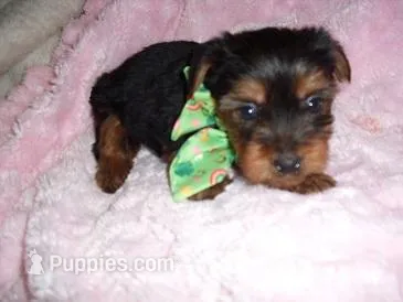 TIKI – Yorkshire Terrier puppy for sale in Canton, MS