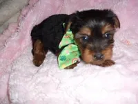 TIKI, a male Yorkshire Terrier for sale in Canton, MS – Photo 1 of 4