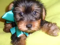 COOPER, a male Yorkshire Terrier for sale in Canton, MS – Photo 3 of 3