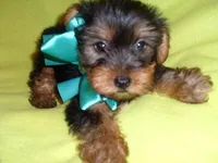 COOPER, a male Yorkshire Terrier for sale in Canton, MS – Photo 2 of 3