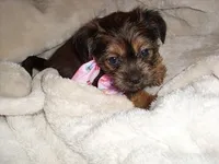 BUBBLES, a female Shorkie for sale in Canton, MS – Photo 1 of 4