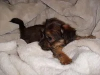 BUBBLES, a female Shorkie for sale in Canton, MS – Photo 3 of 4