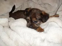 BUBBLES, a female Shorkie for sale in Canton, MS – Photo 2 of 4