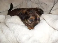 BUBBLES, a female Shorkie for sale in Canton, MS – Photo 4 of 4