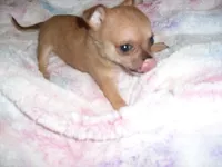 MICRO MAN, a male Chihuahua for sale in Canton, MS – 2 of 5