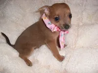SISSY, a female Chihuahua for sale in Canton, MS – 4 of 4