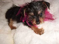 TINY ANGEL, a female Yorkshire Terrier for sale in Canton, MS – 2 of 4