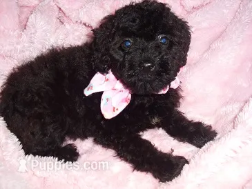 BABY SALLY – Yorkipoo puppy for sale in Canton, MS