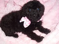 BABY SALLY, a female Yorkipoo for sale in Canton, MS – 1 of 2