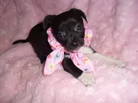 SPECIAL BABY, a female Chihuahua for sale in Canton, MS – 3 of 4