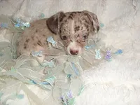 COCO MERLE 1, a male Chihuahua for sale in Canton, MS – 2 of 3