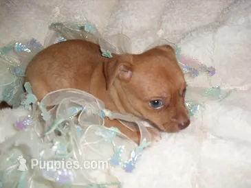 RED MAN – Chihuahua puppy for sale in Canton, MS