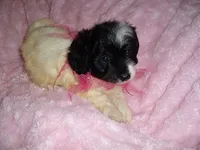 MORKIE GIRL, a female Morkie for sale in Canton, MS – 4 of 4