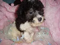 BUFFY, a male Poodle - Toy  for sale in Canton, MS – 3 of 3