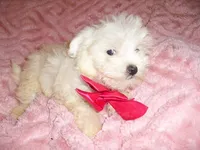 SISTER, a female Maltipoo for sale in Canton, MS – 2 of 4