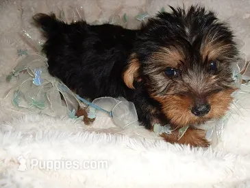 TINY BOY – Yorkshire Terrier puppy for sale in Canton, MS