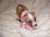 SISTER 1, a female Chihuahua for sale in Canton, MS – 2 of 3