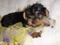 TINY GIRL, a female Yorkshire Terrier for sale in Canton, MS – 3 of 4